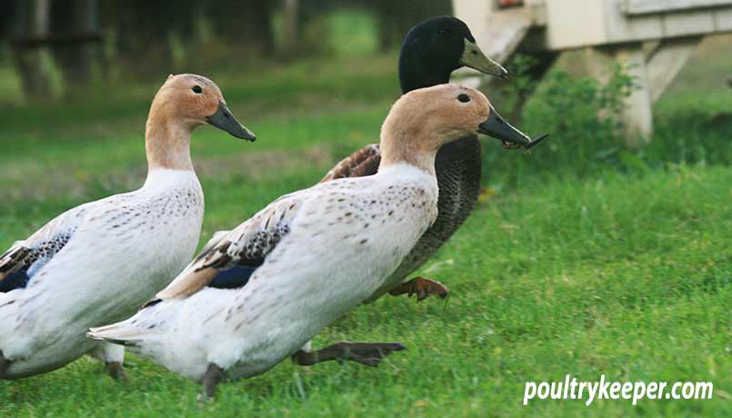 Duck Running with Worm