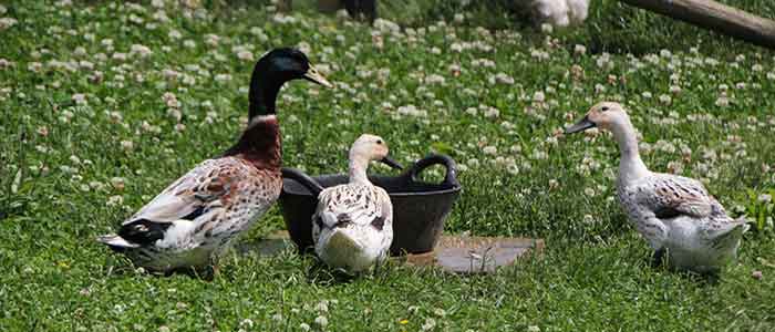 Feeding Ducks