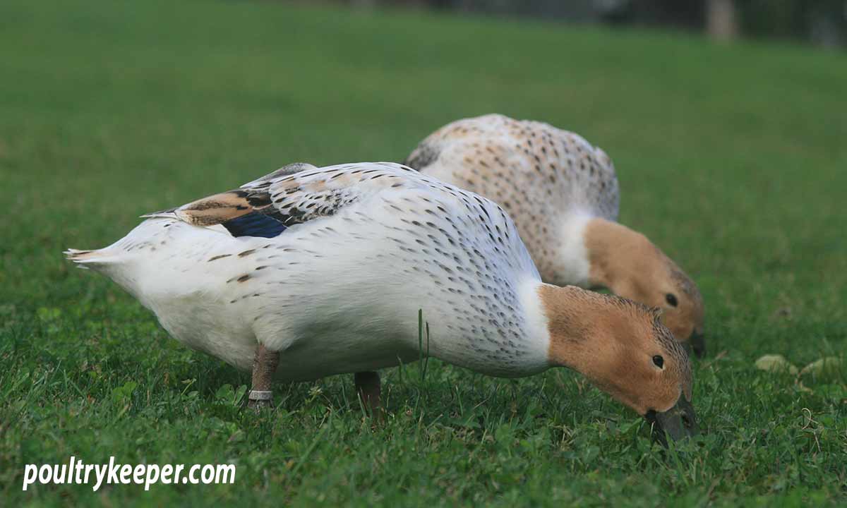 Feeding Ducks