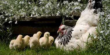 Caring for a broody hen