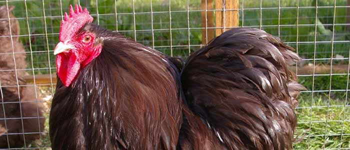 Top 3 Traditional British Chicken Breeds