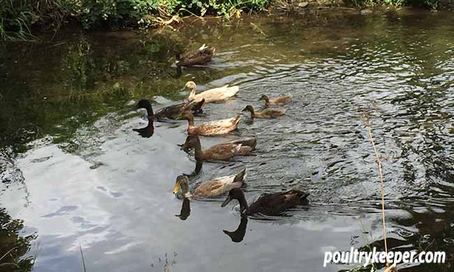 Domestic Ducks on River