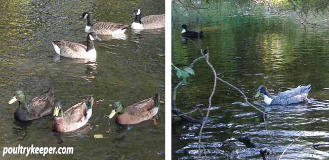 Domestic Ducks on Pond