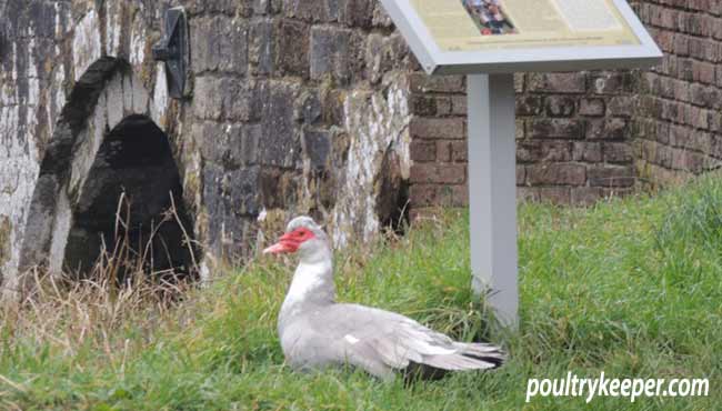 Dumped Muscovy Duck