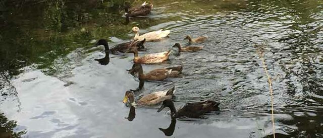 Releasing Domestic Ducks