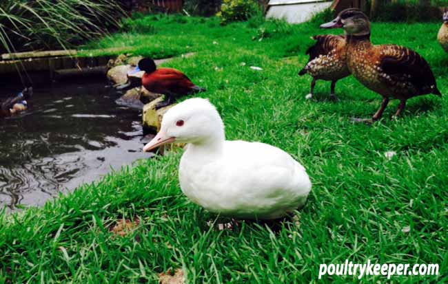 Albino Duck