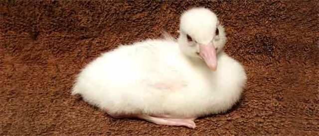 Albino or Leucistic? 27 Albino Duckling