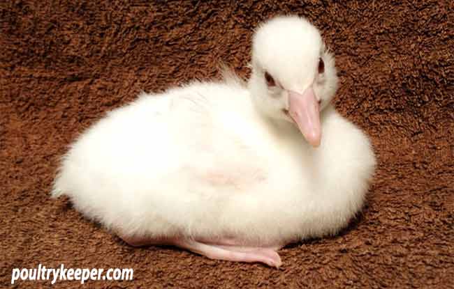 Albino Duckling