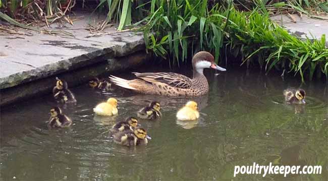 Bahama Pintail