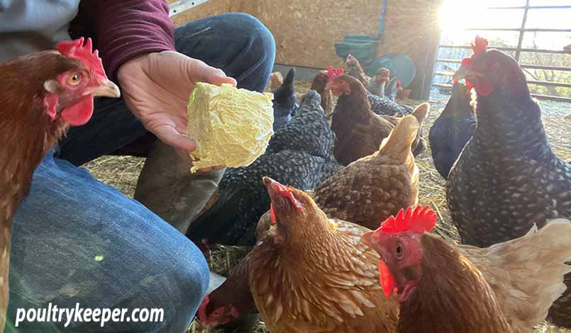 Chickens Kept Indoors