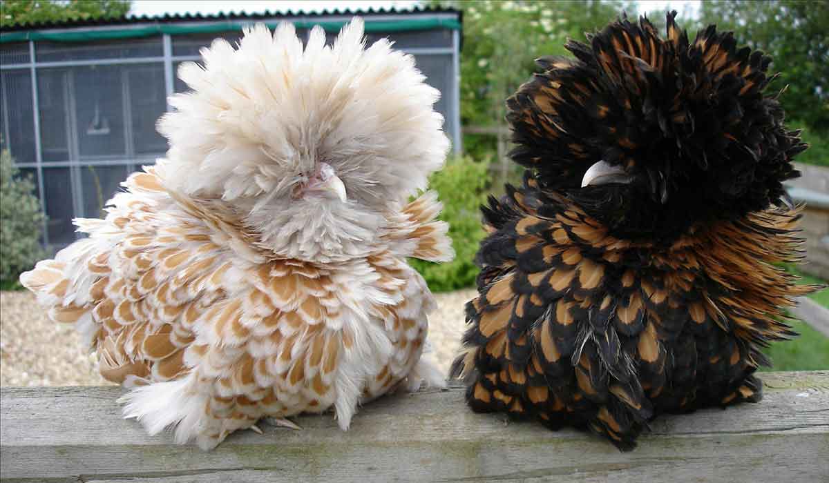 Chamois and Gold Laced Frizzle Polands