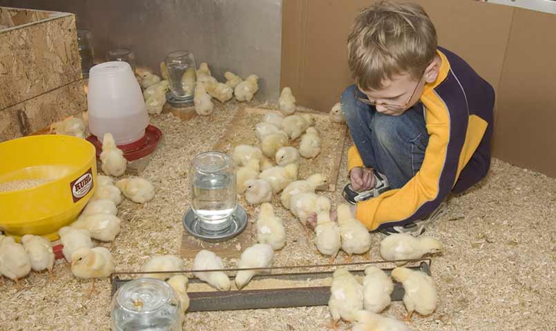 Chicks in Brooding Area