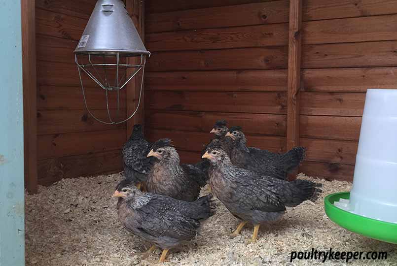 Chicks Raised in a shed under heat lamp