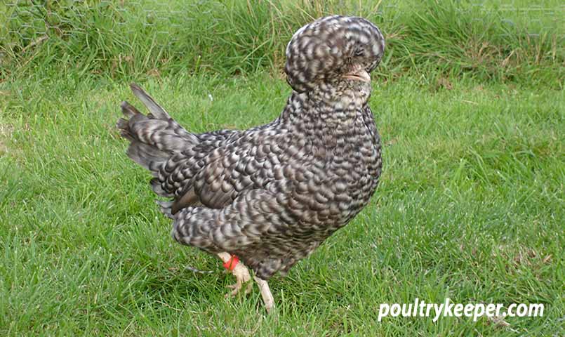 Cuckoo Poland Chicken