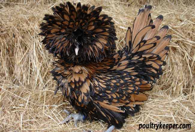 Frizzle Chickens