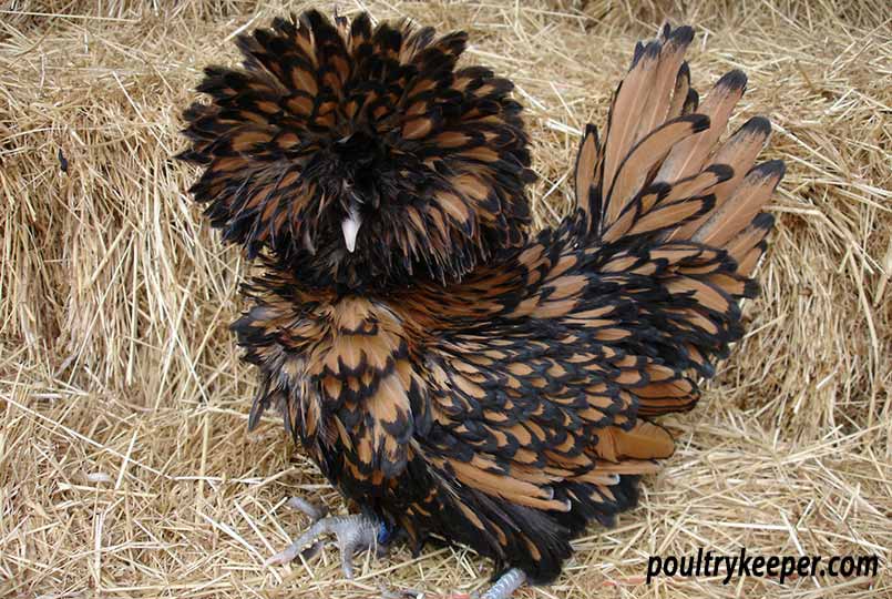 Gold Laced Frizzle Poland Chicken