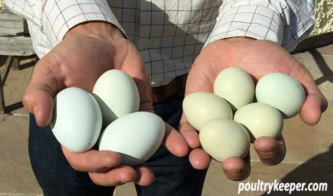 Pullet Eggs