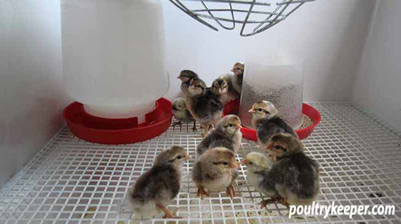 Feeder and drinker for chicks in brooder