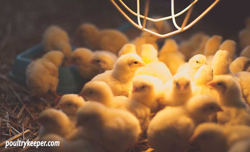 Raising Chicks in Brooder