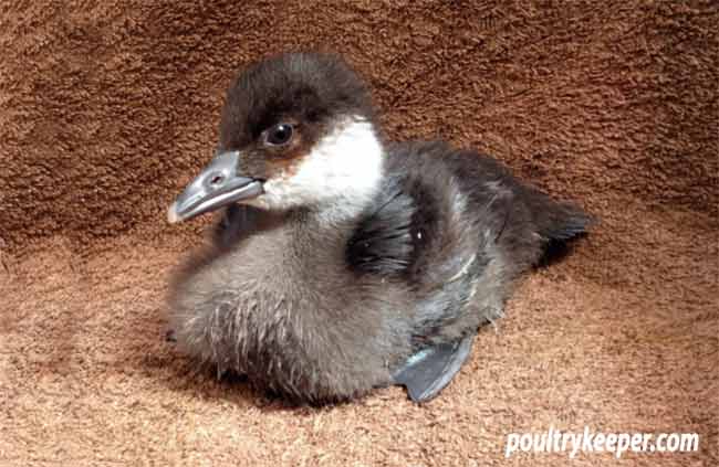 Smew Duckling