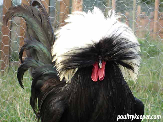 Poland Chickens: Breed in Focus