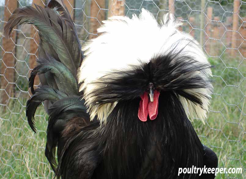 Male White-Crested Black Poland