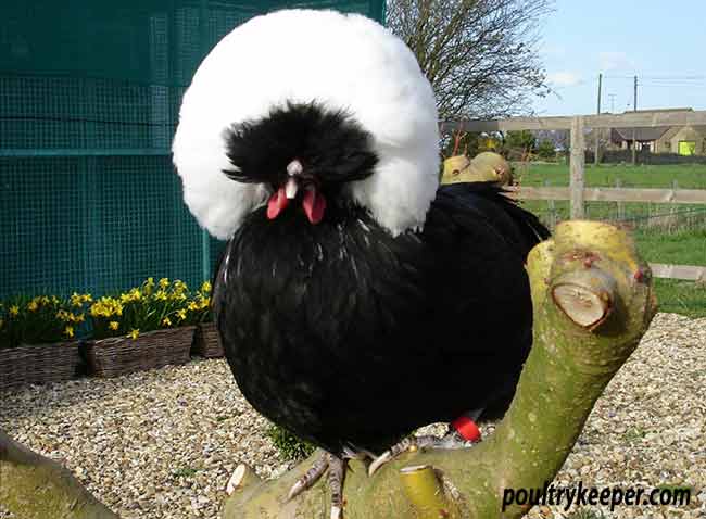 polish frizzle rooster