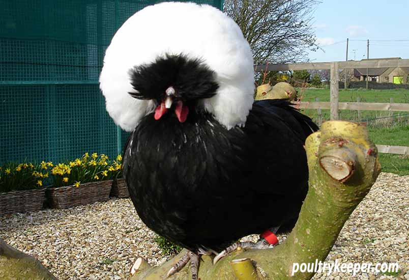 White Crested Black Polish Day Old Chicks