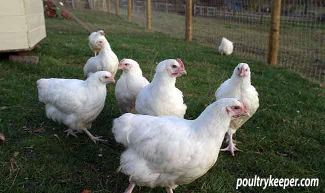 White Leghorn/Buff Orpington Mix🐓🐔 #whiteleghorn #bufforpington  #orpington #orpingtons #rooster #cockerel #hen #hens #hensofinsta