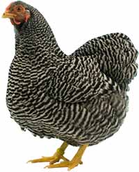 Gallina Wyandotte