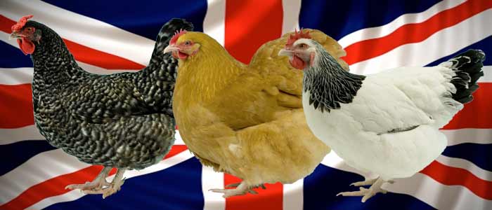 Best of British Breeds