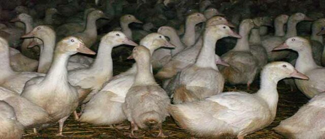 Commercial Duck Welfare