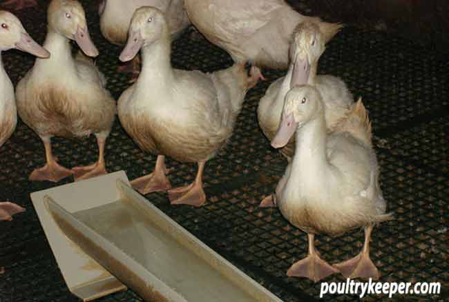 Commercial Duck Water Trough