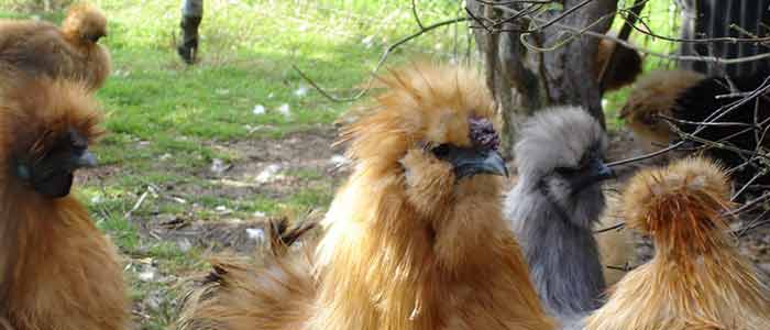 Diseases Common To Silkies