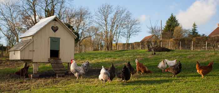 Should I worm Chickens
