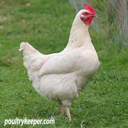 Amber Hybrid Chicken