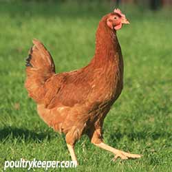 Black Tail Hybrid Hen