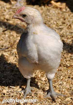 8 Week Old Bresse Chicken