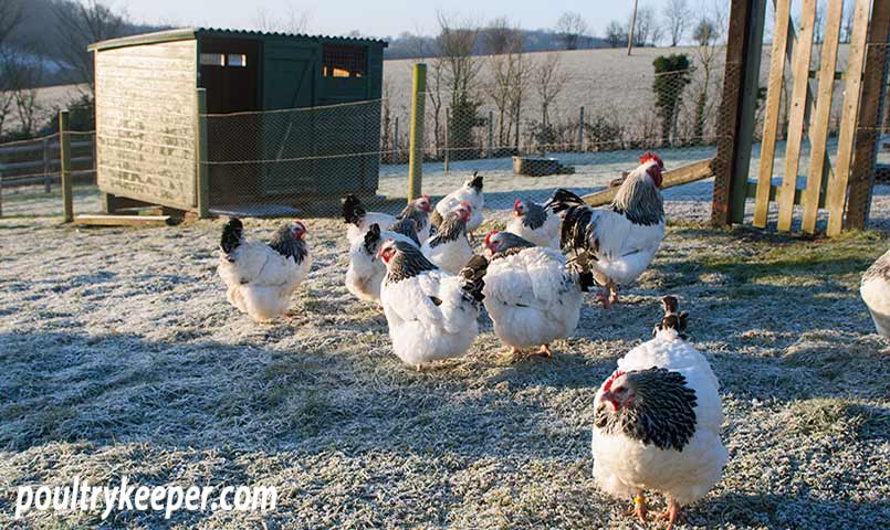 Chickens in winter