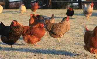 Poultry Keeping At Home Poultrykeeper Com