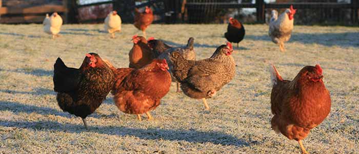 Chickens in the Cold