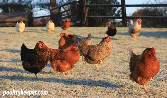 8 Tips For Keeping Chickens Over Winter