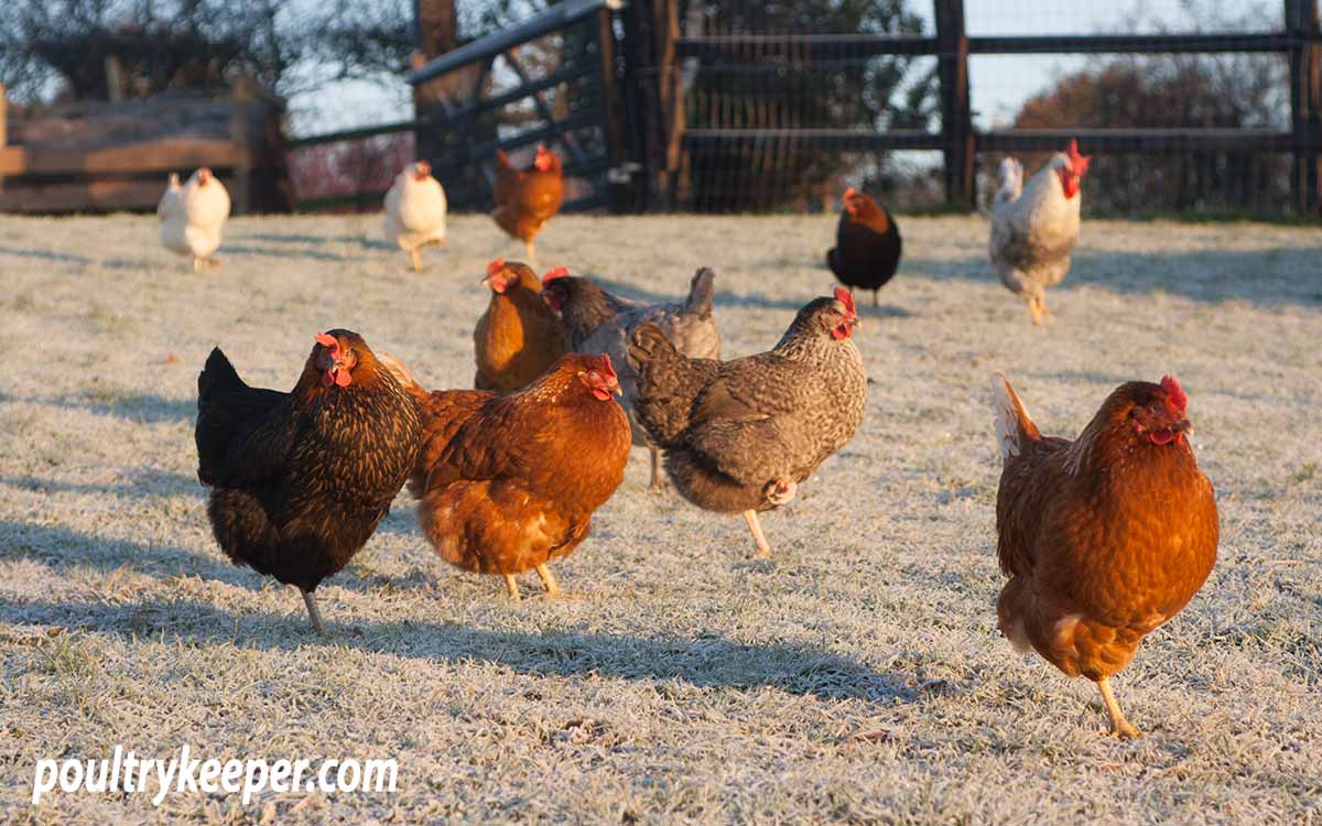 Chickens in cold winter