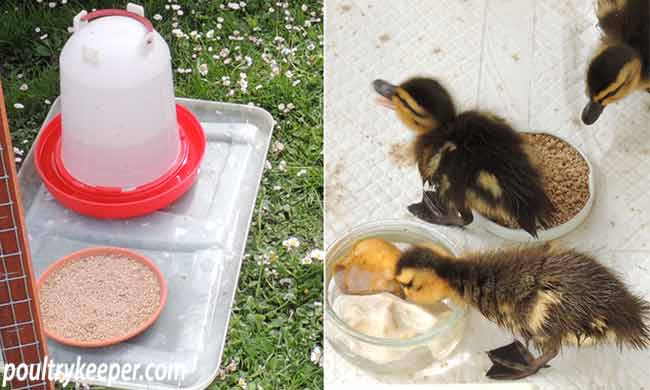 Ducklings feeding