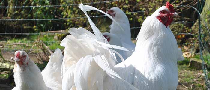 Ixworth Chickens