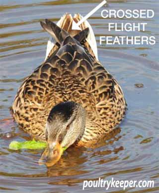 Mallard with crossed Flight Feathers