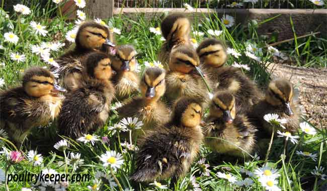 How To Care For Wild Baby Ducks