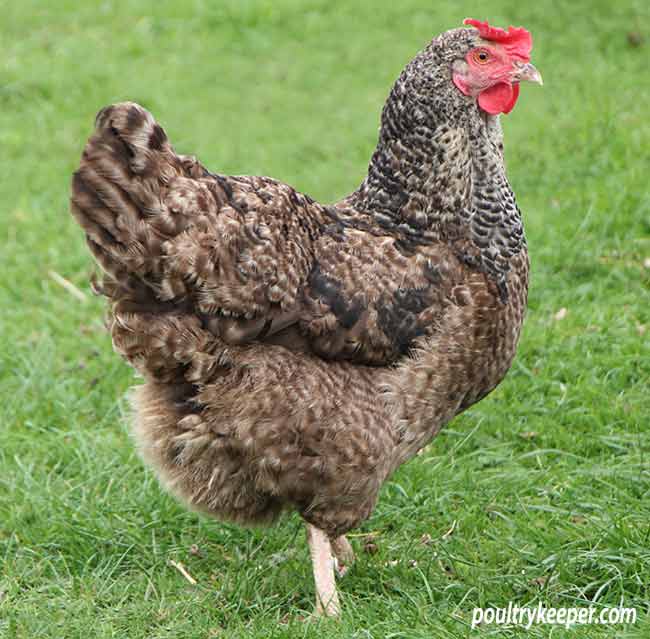 Pure Breed Chickens - What Are Pure Breed Hens? - The Poultry Pages