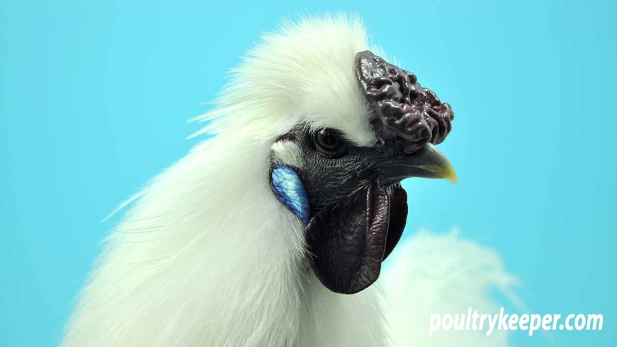 White Silkie Chicken Head