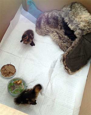 Ducklings in box